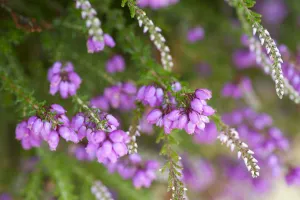 Close up of flowering Coomon heath / Ling (Calluna vulgaris) and pink Bell Heather (Erica cinerea) Close up of flowering Coomon heath / Ling (Calluna vulgaris) and pink Bell Heather (Erica cinerea)