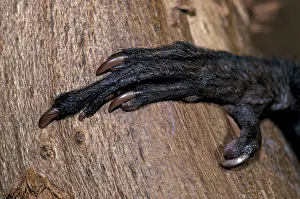 Close up of hand of Aye-aye (Daubentonia madagascariensis) showing long distinctive Close up of hand of Aye-aye (Daubentonia madagascariensis) showing long distinctive