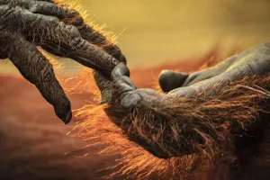 Close up of hands of a Bornean Orangutan (Pongo pygmaeus), Tanjung Puting National Park, Borneo Close up of hands of a Bornean Orangutan (Pongo pygmaeus), Tanjung Puting National Park, Borneo