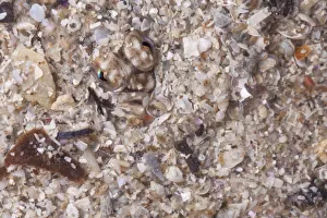 Close up of head of European Plaice (Pleuronectes platessa) camouflaged in sand Close up of head of European Plaice (Pleuronectes platessa) camouflaged in sand