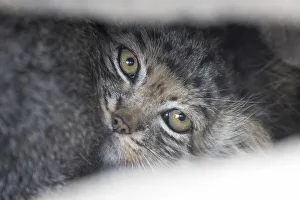 Close up of a juvenile Pallas cat (Otocolobus manul) resting in its den, Mongolia Close up of a juvenile Pallas cat (Otocolobus manul) resting in its den, Mongolia