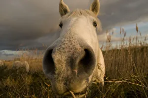Close up of nostrils of White horse of the Camargue on wetlands, Camargue, France Close up of nostrils of White horse of the Camargue on wetlands, Camargue, France