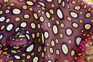 Close up of the pattern on the Hawaiian spotted flatworm (Pseudobiceros) endemic to Hawaii Close up of the pattern on the Hawaiian spotted flatworm (Pseudobiceros) endemic to Hawaii