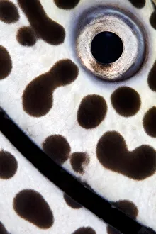 Close up detail photo of a Spotted moray (Gymnothorax isingteena), Baa Atoll, Maldives Close up detail photo of a Spotted moray (Gymnothorax isingteena), Baa Atoll, Maldives
