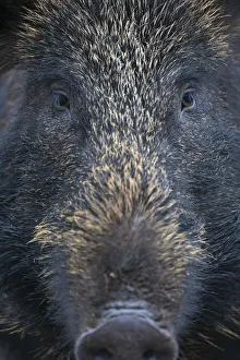 Close up portrait of female Wild boar (Sus scrofa) Alladale, Scotland, July 2009 WWE BOOK Close up portrait of female Wild boar (Sus scrofa) Alladale, Scotland, July 2009 WWE BOOK