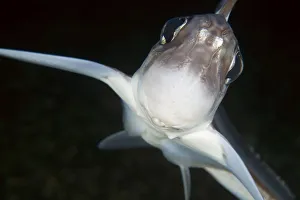 Close up of Ratfish / Ghost shark (Chimaera monstrosa) Trondheimsfjorden, Norway Close up of Ratfish / Ghost shark (Chimaera monstrosa) Trondheimsfjorden, Norway