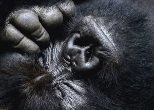 Close up of a silverback Mountain gorilla (Gorilla beringei beringei) face with eyes closed, and hand / fingers Close up of a silverback Mountain gorilla (Gorilla beringei beringei) face with eyes closed, and hand / fingers