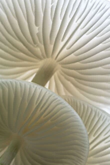 Oudemansiella Collection: Close-up of backlit Porcelain fungus (Oudemansiella mucida) showing gills, Golith Falls