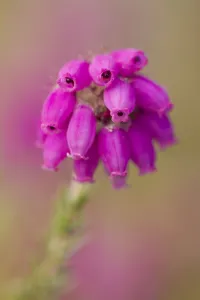 Close-up of Bell heather (Erica cinerea) in flower, Flow Country, Sutherland, Highlands Close-up of Bell heather (Erica cinerea) in flower, Flow Country, Sutherland, Highlands
