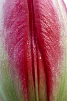 Close-up of closed Tulip (Tulipa doerfleri) flower, Spili, Crete, Greece, April 2009 Close-up of closed Tulip (Tulipa doerfleri) flower, Spili, Crete, Greece, April 2009