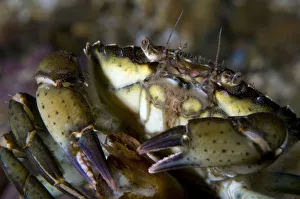 Close-up of Common shore crab (Carcinus maenas) Lofoten, Norway, November 2008 Close-up of Common shore crab (Carcinus maenas) Lofoten, Norway, November 2008
