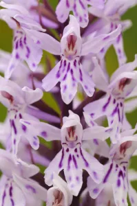 Close-up of common spotted orchid flower {Dactylorhiza fuchsii} Cotswolds, UK. July Close-up of common spotted orchid flower {Dactylorhiza fuchsii} Cotswolds, UK. July