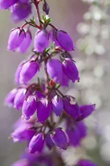 Close-up of flowering Bell Heather (Erica cinerea), Caesars Camp, Fleet, Hampshire Close-up of flowering Bell Heather (Erica cinerea), Caesars Camp, Fleet, Hampshire