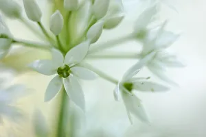 Close-up of flowers of Wild Garlic / Ramsons (Allium ursinum). Peak District National Park Close-up of flowers of Wild Garlic / Ramsons (Allium ursinum). Peak District National Park