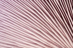 Close-up of gills of mushroom, Bradgate Park, The National Forest, Leicestershire Close-up of gills of mushroom, Bradgate Park, The National Forest, Leicestershire