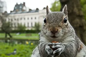Close-up of Grey squirrel (Sciurus carolinensis) holding a nut, feeding in Regents Park Close-up of Grey squirrel (Sciurus carolinensis) holding a nut, feeding in Regents Park
