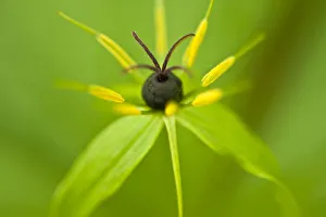 Close-up of Herb paris (Paris quadrifolia) flower, Hallerbos, Belgium, April 2009 Close-up of Herb paris (Paris quadrifolia) flower, Hallerbos, Belgium, April 2009