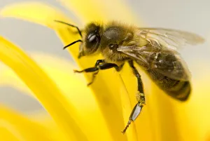 Close-up of Honey bee (Apis mellifera) on flower Close-up of Honey bee (Apis mellifera) on flower