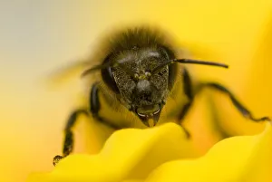 Close-up of Honey bee (Apis mellifera) on flower Close-up of Honey bee (Apis mellifera) on flower
