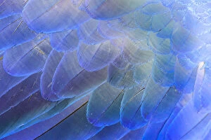 Anodorhynchus Collection: Close-up of Hyacinth Macaw (Anodorhynchus hyacinthinus feathers, Brazil