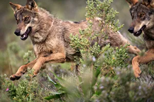 Close-up of Iberian wolves {Canis lupus sygnatus} running, captive, Lobo Park, Antequera Close-up of Iberian wolves {Canis lupus sygnatus} running, captive, Lobo Park, Antequera