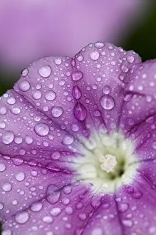 Close-up of Mallow-leaved bindweed (Convolvulus althaeoides) flower covered in raindrops Close-up of Mallow-leaved bindweed (Convolvulus althaeoides) flower covered in raindrops