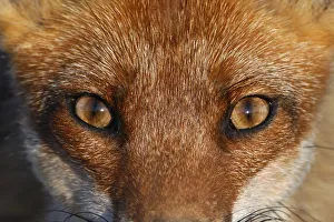 Close-up portrait of a Red Fox (Vulpes vulpes). Vosges, France, June Close-up portrait of a Red Fox (Vulpes vulpes). Vosges, France, June