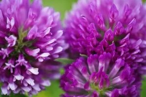 Close-up of Red clover (Trifolium pratense) flowers, Eastern Slovakia, Europe, June 2009 Close-up of Red clover (Trifolium pratense) flowers, Eastern Slovakia, Europe, June 2009