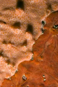 Close-up of rock covered with encrusting sponge (Spirastrella cunctatrix) and (Phorbas Close-up of rock covered with encrusting sponge (Spirastrella cunctatrix) and (Phorbas