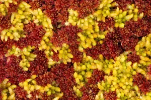 Close-up of Sphagnum moss (Sphagnum sp) Flow Country, Sutherland, Highlands, Scotland Close-up of Sphagnum moss (Sphagnum sp) Flow Country, Sutherland, Highlands, Scotland