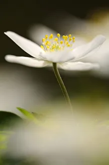 Close-up of Wood anemone (Anemone nemorosa) flower, Devon, UK. April Close-up of Wood anemone (Anemone nemorosa) flower, Devon, UK. April
