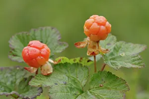 Riisitunturi National Park Prints: Cloudberries (Rubus chamaemorus)