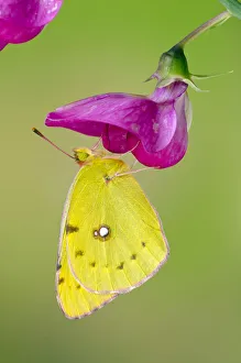 Clouded yellow butterfly (Colias crocea) On Wild sweet pea flower, Captive, UK, July Clouded yellow butterfly (Colias crocea) On Wild sweet pea flower, Captive, UK, July