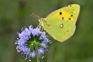 Clouded yellow butterfly (Colias crocea) feeding on Devils bit scabious (Succisa pratensis) Clouded yellow butterfly (Colias crocea) feeding on Devils bit scabious (Succisa pratensis)
