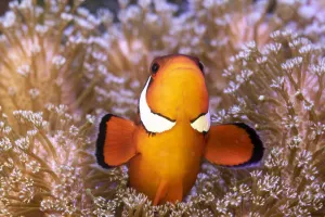 Clownfish (Amphiprion sp) in anemone home, Philippines Clownfish (Amphiprion sp) in anemone home, Philippines