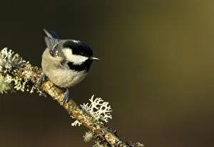 Coal Tit (Periparus / Parus ater) perched with lichen. Scotland, February Coal Tit (Periparus / Parus ater) perched with lichen. Scotland, February