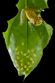 Coastal glassfrog (Cochranella litoralis) on leaf with eggs Coastal glassfrog (Cochranella litoralis) on leaf with eggs