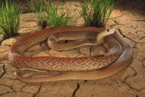 Coastal taipan (Oxyuranus scutellatus) tasting air, Julatten, north Queensland, Australia Coastal taipan (Oxyuranus scutellatus) tasting air, Julatten, north Queensland, Australia
