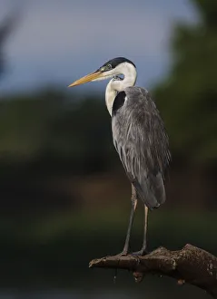 Cocoi heron (Ardea cocoi) resting portrait, Pantanal, Brazil Cocoi heron (Ardea cocoi) resting portrait, Pantanal, Brazil