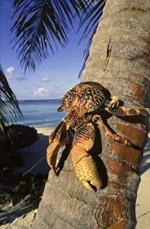Coconut / Robber crab (Birgus latros) climbing coconut tree, Aldabra Seychelles Coconut / Robber crab (Birgus latros) climbing coconut tree, Aldabra Seychelles