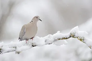 Collared dove (Streptopelia decaocto) perched on a snow covered branch, Perthshire Collared dove (Streptopelia decaocto) perched on a snow covered branch, Perthshire