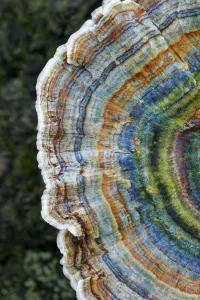 Colourful rings of the Many-zoned polypore (Coriolus versicolor) New Forest National Park Colourful rings of the Many-zoned polypore (Coriolus versicolor) New Forest National Park