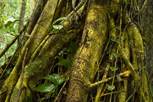 Comb crested dragon lizard {Gonocephalus liogaster} on Strangler fig roots, Danum Comb crested dragon lizard {Gonocephalus liogaster} on Strangler fig roots, Danum