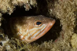 Comber (Serranus cabrilla) looking out of hole, Larvotto Marine Reserve, Monaco Comber (Serranus cabrilla) looking out of hole, Larvotto Marine Reserve, Monaco