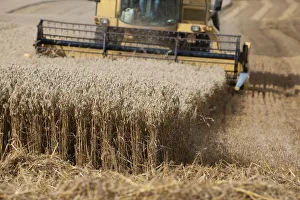 Combine harvester harvesting Oats, Haregill Lodge Farm, Ellingstring, North Yorkshire Combine harvester harvesting Oats, Haregill Lodge Farm, Ellingstring, North Yorkshire