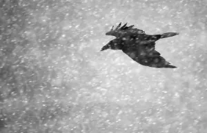 Commen raven (Corvus corax) flying in falling snow, Vardo, Norway, March Commen raven (Corvus corax) flying in falling snow, Vardo, Norway, March