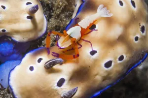 Commensal emperor shrimp (Periclimenes imperator) hitching a ride on a Nudibranch Commensal emperor shrimp (Periclimenes imperator) hitching a ride on a Nudibranch