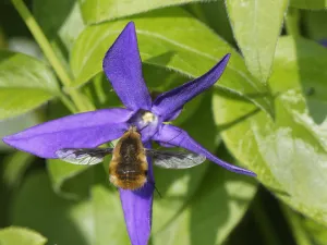 Common bee fly (Bombylius major) nectaring on a Greater periwinkle flower (Vinca major) Common bee fly (Bombylius major) nectaring on a Greater periwinkle flower (Vinca major)