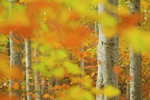 Common beech (Fagus sylvatica) woodland in autumn, Cairngorms National Park, Scotland, UK, October Common beech (Fagus sylvatica) woodland in autumn, Cairngorms National Park, Scotland, UK, October