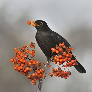 Common blackbird (Turdus merula) feeding on Rowan (Sorbus aucuparia) berries, Leon Common blackbird (Turdus merula) feeding on Rowan (Sorbus aucuparia) berries, Leon